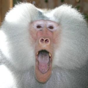 Meet your Posher, Teri